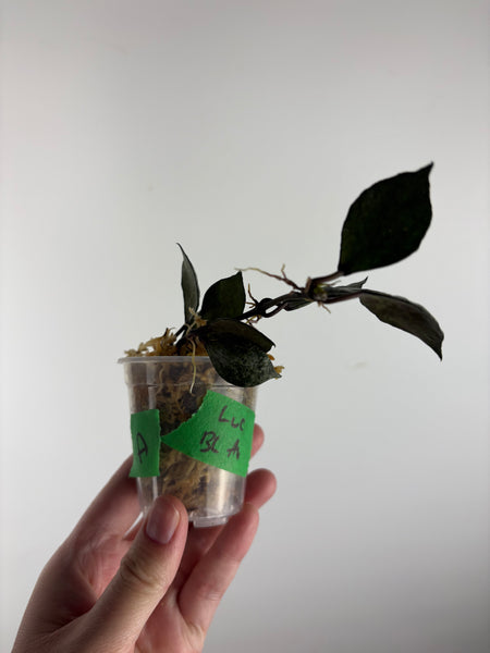 Hoya Lacunosa Black Aurora A