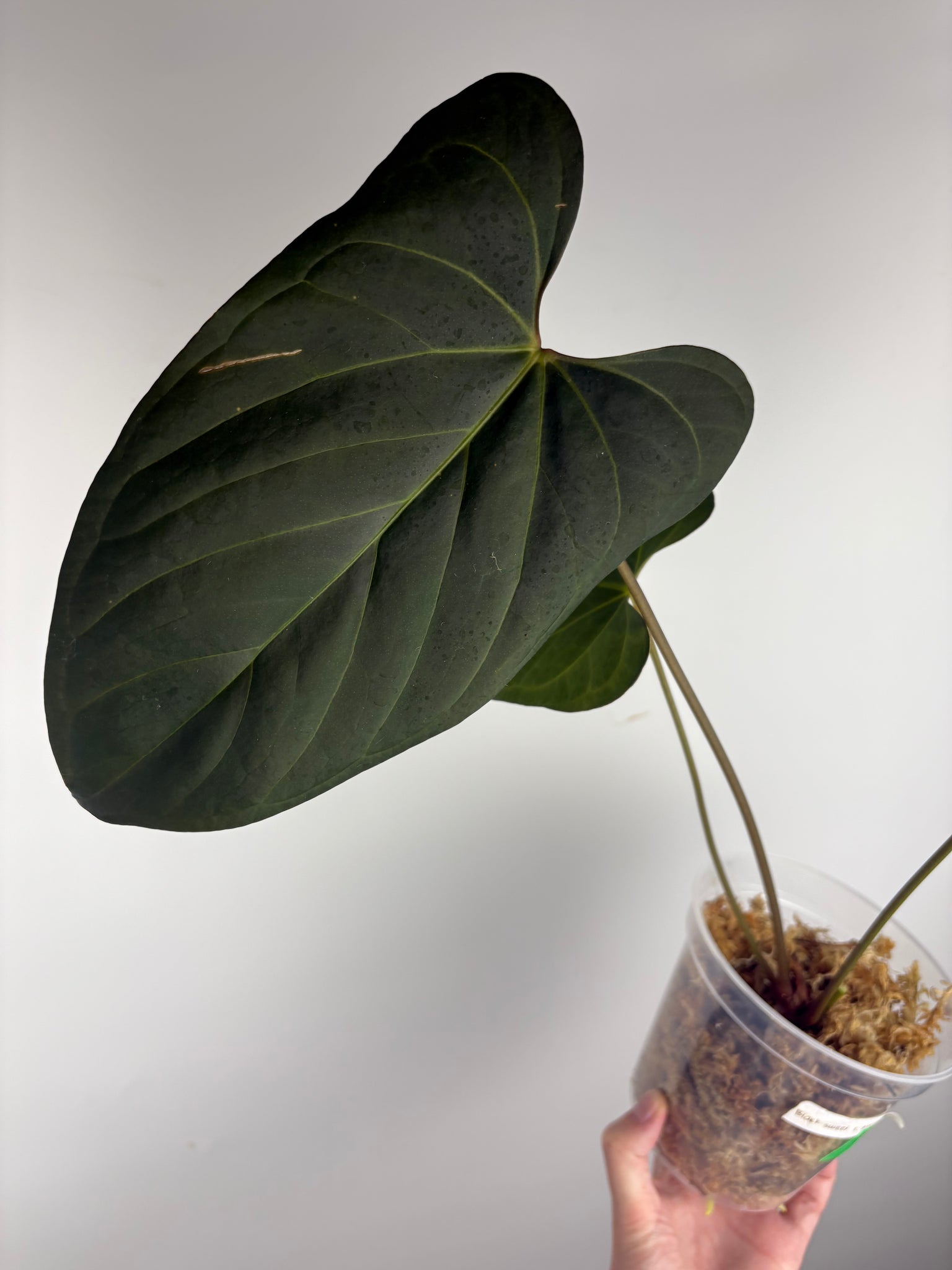 Anthurium black sweet x nero B