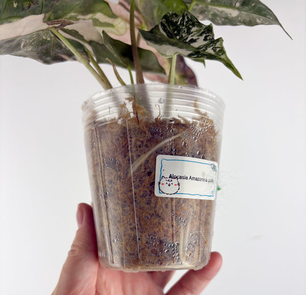 Alocasia amazonica polly variegated D