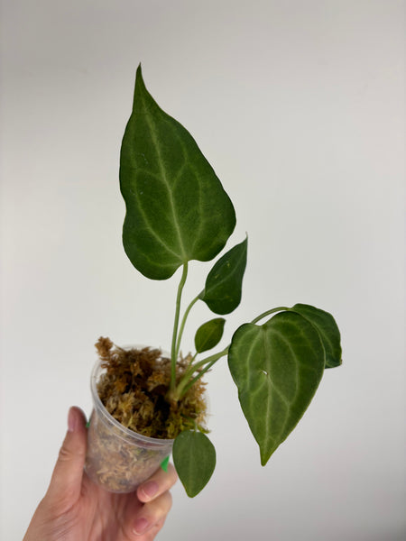 Anthurium king clari B