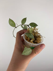 Hoya lacunosa sulcata 8A