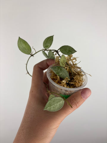 Hoya lacunosa sulcata 8A