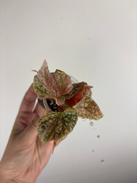 Begonia snow capped variegated E