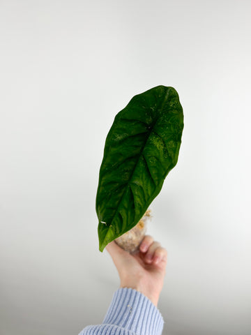 Alocasia borneensis D