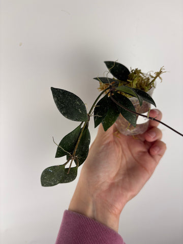 Hoya sp Cianjur splash 6