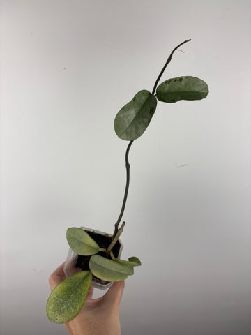Hoya nova ghost