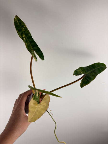 Philodendron billietiae variegated C