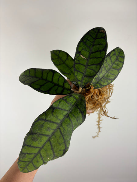 Hoya callistophylla black cat 1