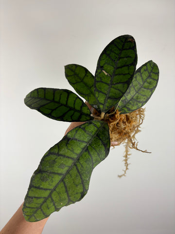 Hoya callistophylla black cat 1