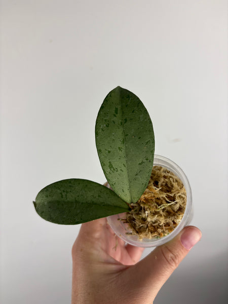 hoya blizzard C