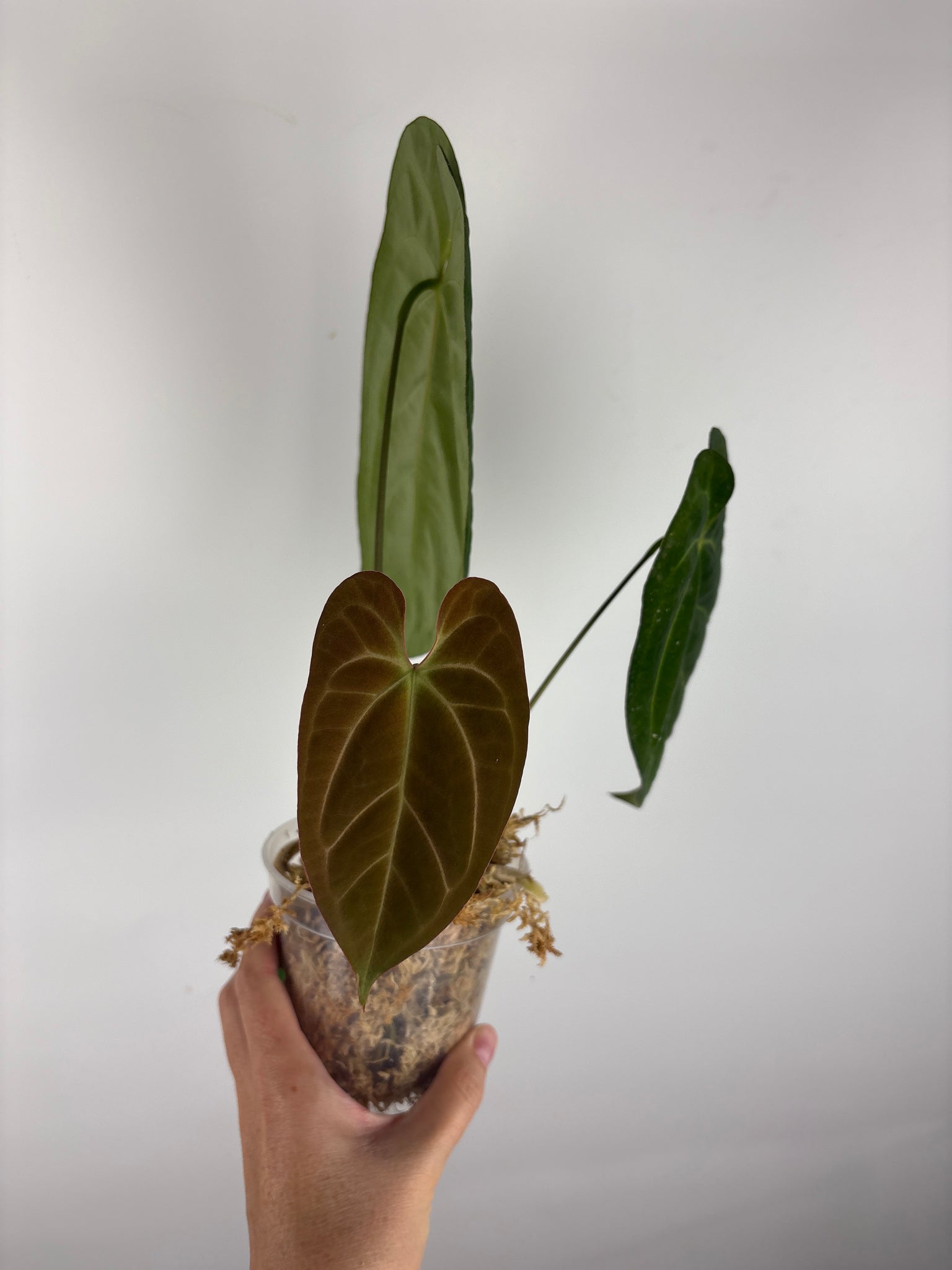 Anthurium Fort Sherman x legend 1