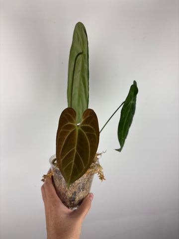 Anthurium Fort Sherman x legend 1