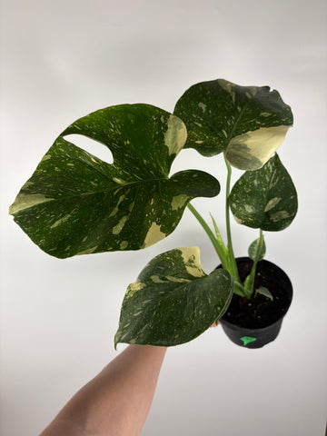 Monstera Thai constellation 6 inch B