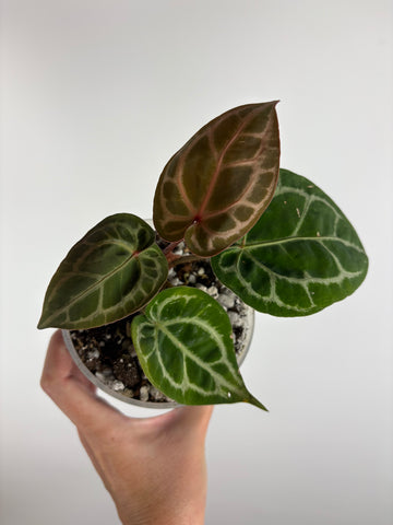 Anthurium 'Memoria Tim Anderson’ - (Doc Block Zara × Doc Block Michelle) X Anthurium Red Crystallinum from USA - 11