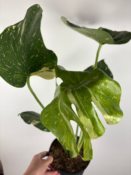 Monstera Thai constellation 6 inch E