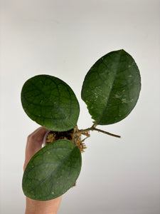 Hoya tanggamus round leaf 1