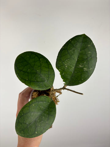 Hoya tanggamus round leaf 1