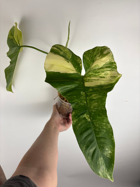 Philodendron Florida beauty x Paraiso var (Thailand) B