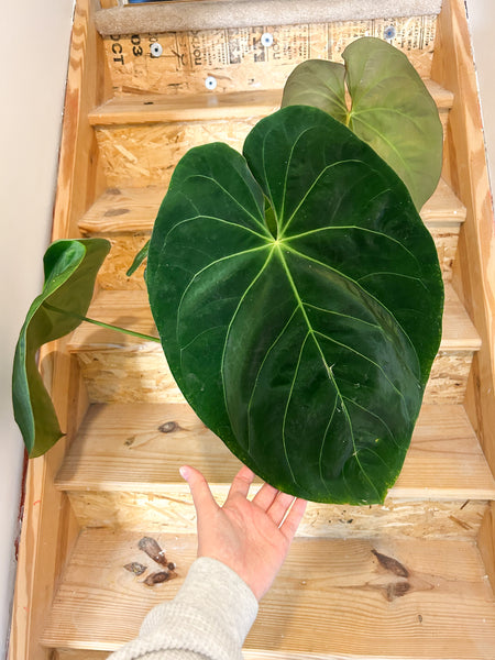 Anthurium hoffmannii XL