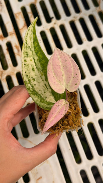 Dioscorea Crape Color (Thailand) unacclimated