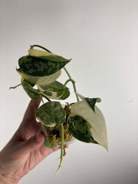 Scindapsus Mayari