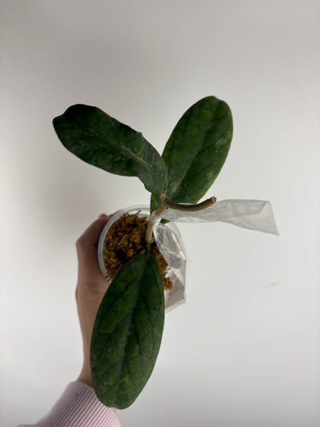 Hoya Tanggamus purple B