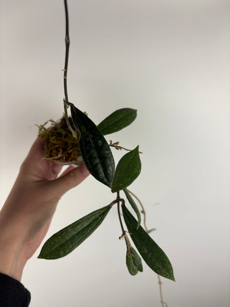 Hoya rigidifolia splash E