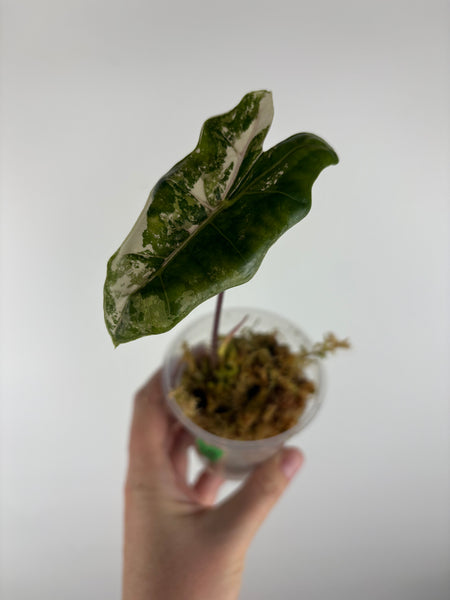 Alocasia pseudo sanderiana pink variegated A