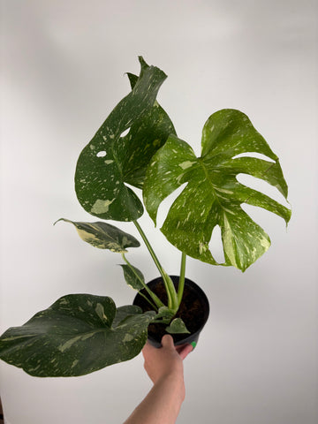 Monstera Thai constellation 6 inch F