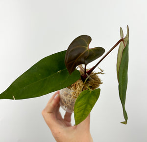 Anthurium papi flat sinus A