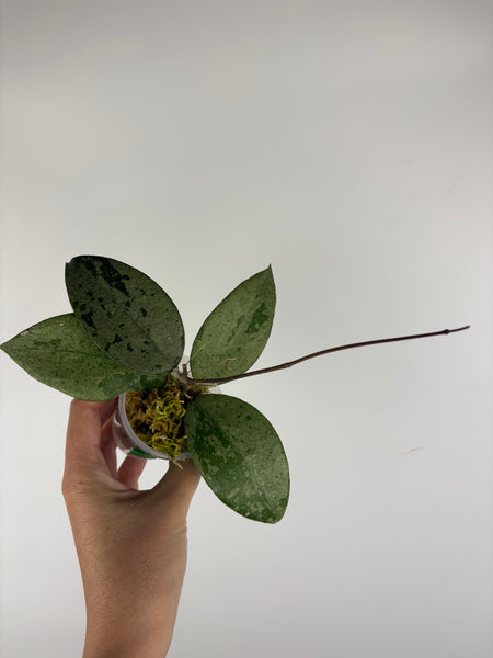 Hoya KSB08 silver 1