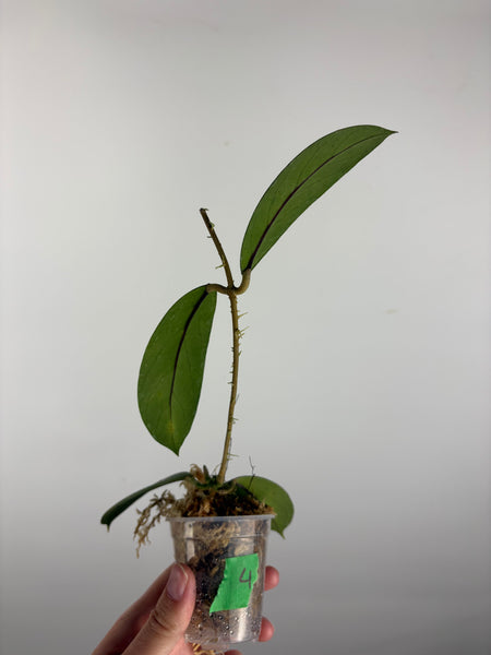 Hoya vitellinoides sp bengkulu 4