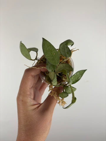 Hoya lacunosa sulcata 1