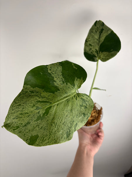 Monstera vietciosa (Thailand) D