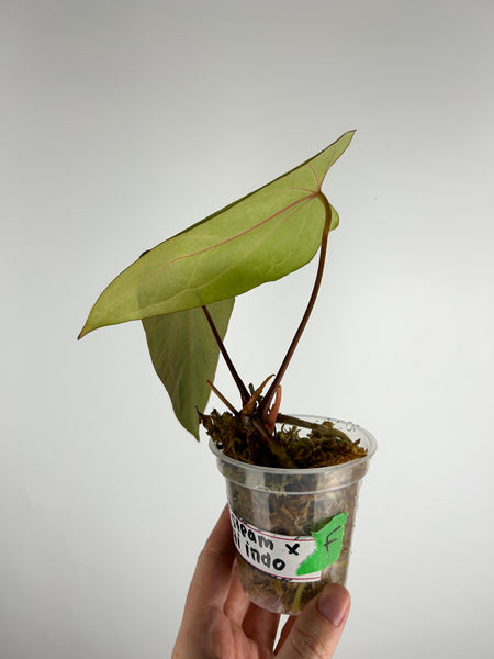 Anthurium papillilaminum Red stem x portillae Indonesia F as is