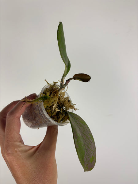 hoya obovata splash variegated