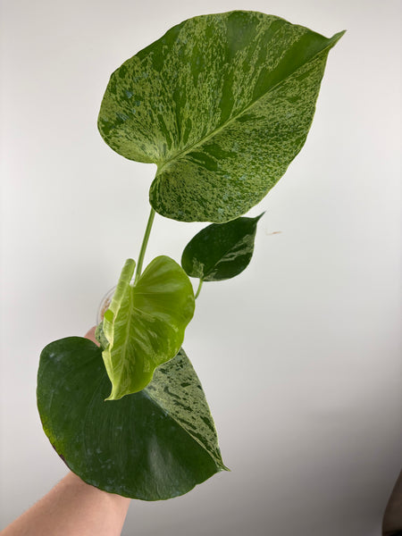 Monstera vietciosa (Thailand) E