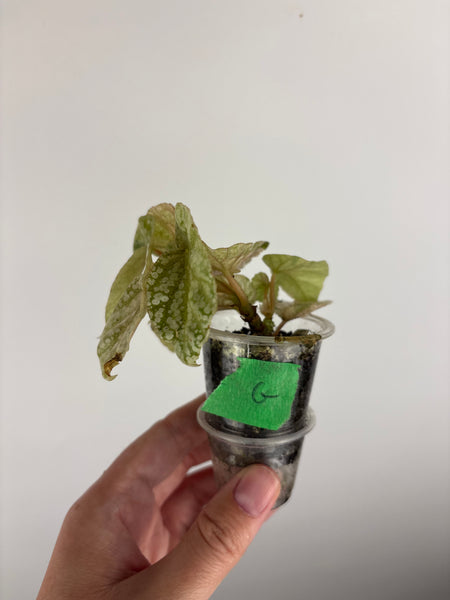 Begonia snow capped variegated G