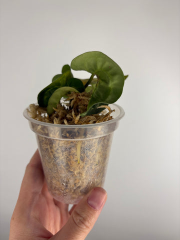 Anthurium crystallinum twister