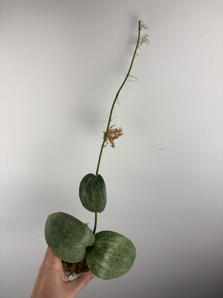 Hoya latifolia silver (Thailand)