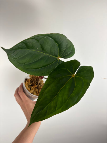 Anthurium Bvit x rvdp A3