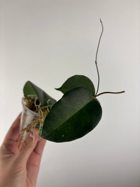 hoya Megalaster