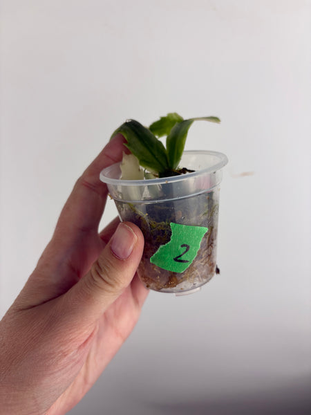 Variegated Schlumbergera 2