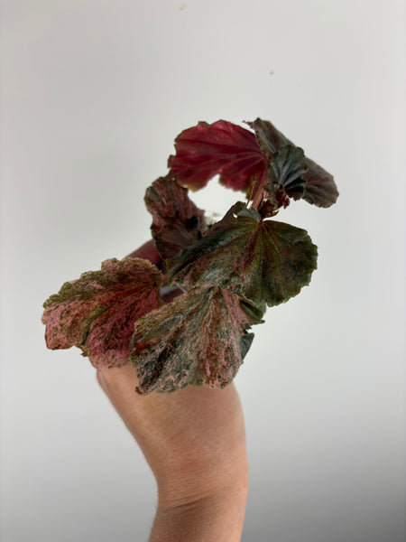 begonia cucullata pink variegated C