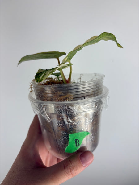 Anthurium papillilaminum variegated x Carlablackiae (Thailand) B