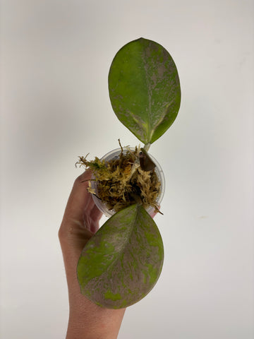 hoya obovata splash variegated