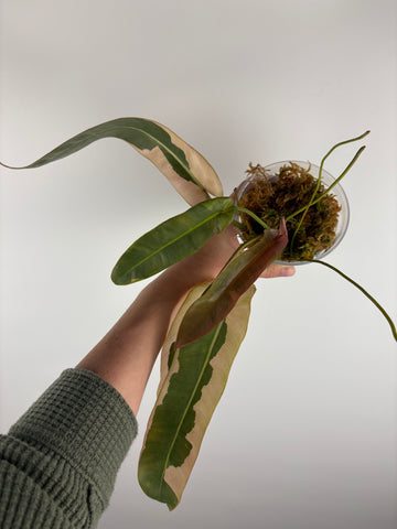 Philodendron atabopoense copy mutation B