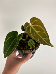 Anthurium Regale 4 inch