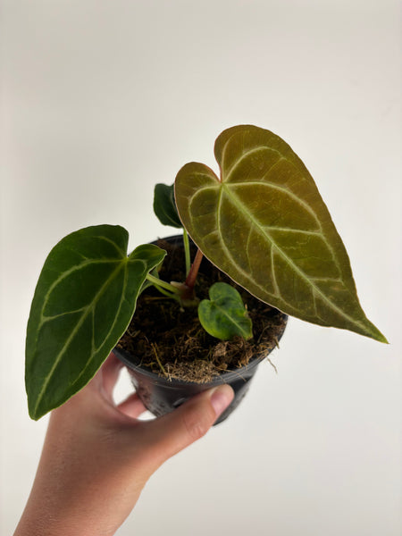 Anthurium Regale 4 inch