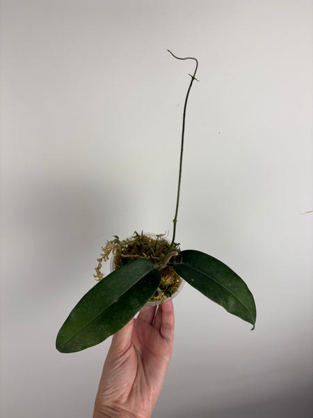 hoya stenakei dark C